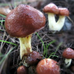 蘑菇图片,探寻大自然的奇妙菌类世界