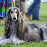 阿富汗犬价格,品种价值与市场行情